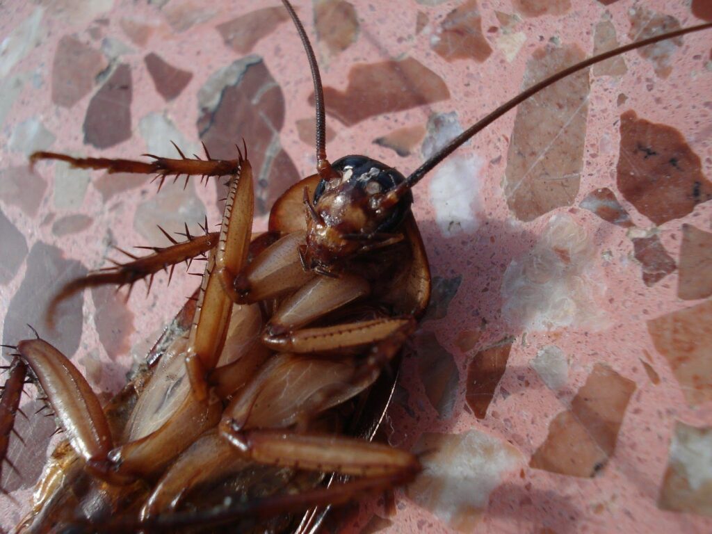 Infestação de baratas em condomínio? Conheça a solução