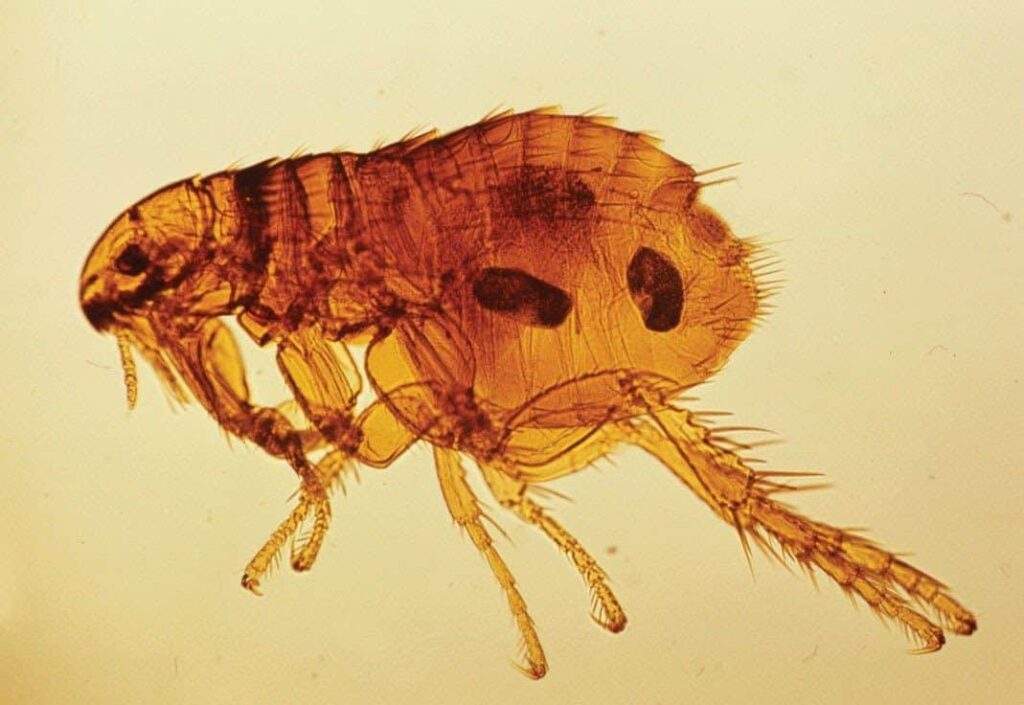 Como eliminar pulgas e carrapatos e manter seu lar protegido
