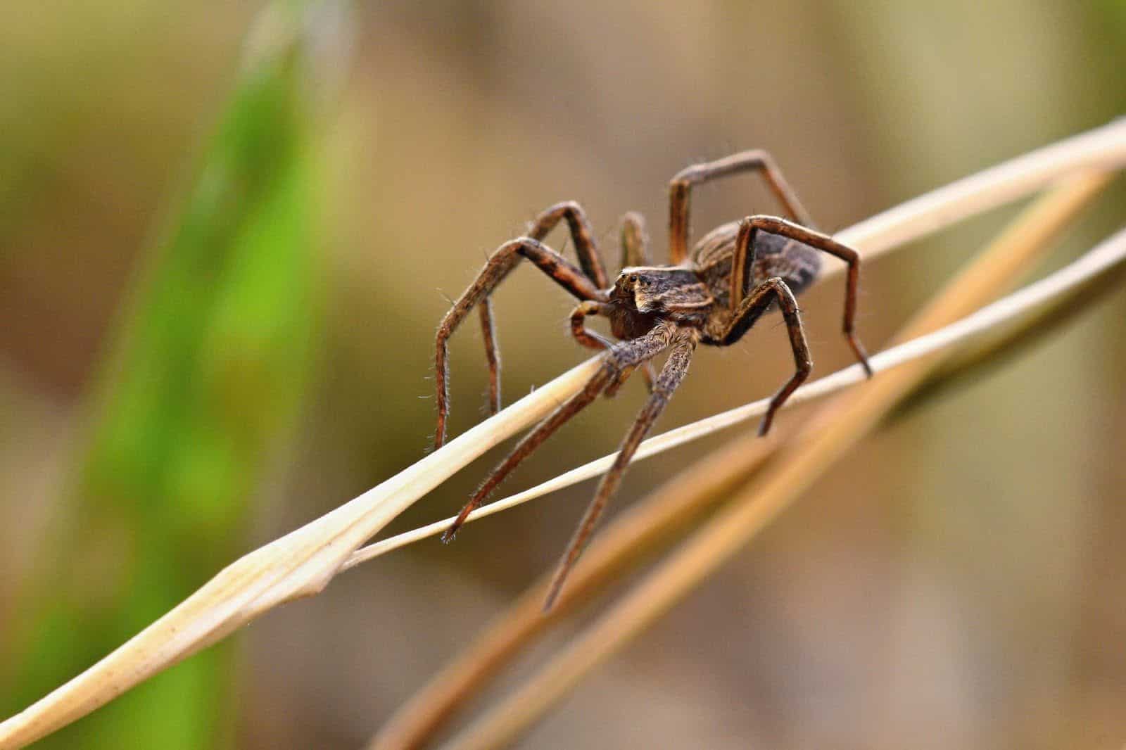 Entenda como fazer dedetização de aranhas