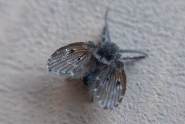 Veja como eliminar mosquitos de banheiro