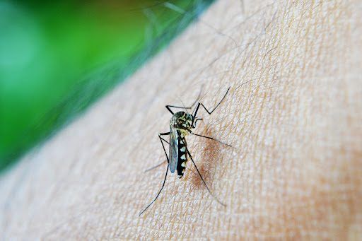 Problemas com mosquitos? Conheça os riscos e como evitá-los