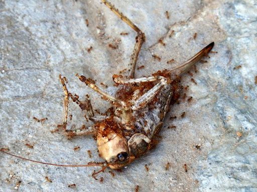 dedetizadora extermínio de infestações de formigas