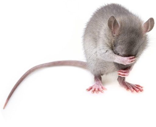 Tipos de ratos que causam infestações