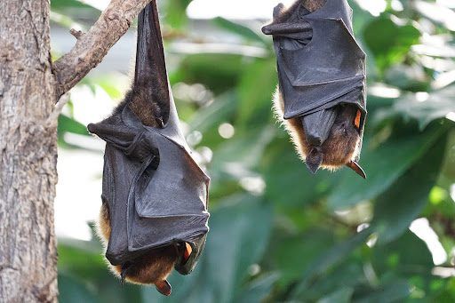 Zoonoses: o que são e como evitá-las com o controle de pragas urbanas?