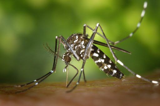 Mosquitos no verão: saiba como evitá-los e exterminá-los de uma vez por todas