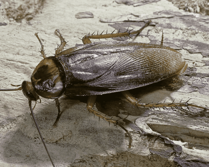 Periplaneta americana