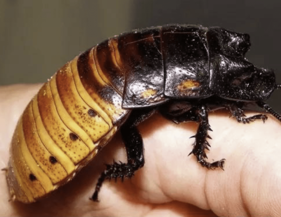 Barata de Madagascar