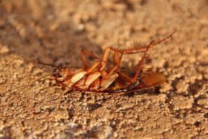 dedetizacao barata
