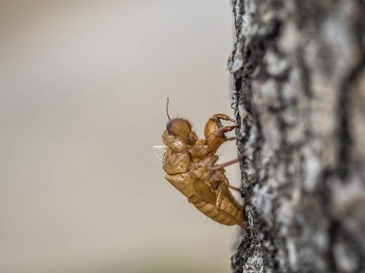 O risco das pragas diminui no inverno