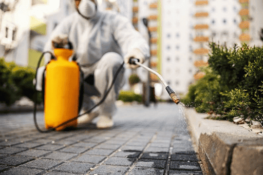 Confira aqui a influência das estações do ano para a aparição de pragas urbanas