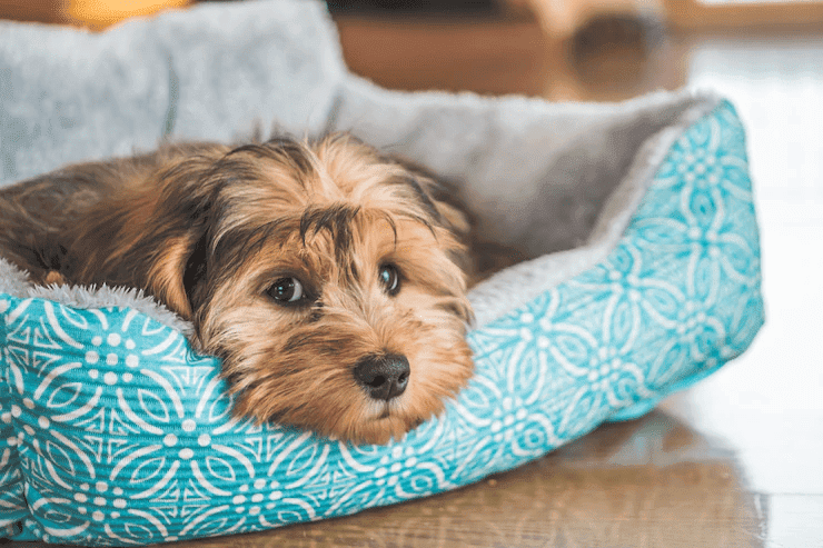Quais os perigos da dedetização para os pets