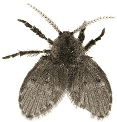 Mosquito de Banheiro: Por que Aparecem?