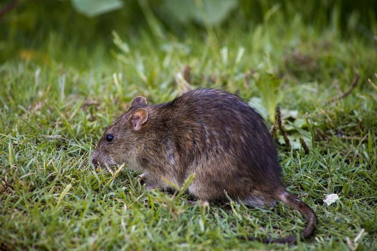 O que pode atrair ratos para a sua casa?