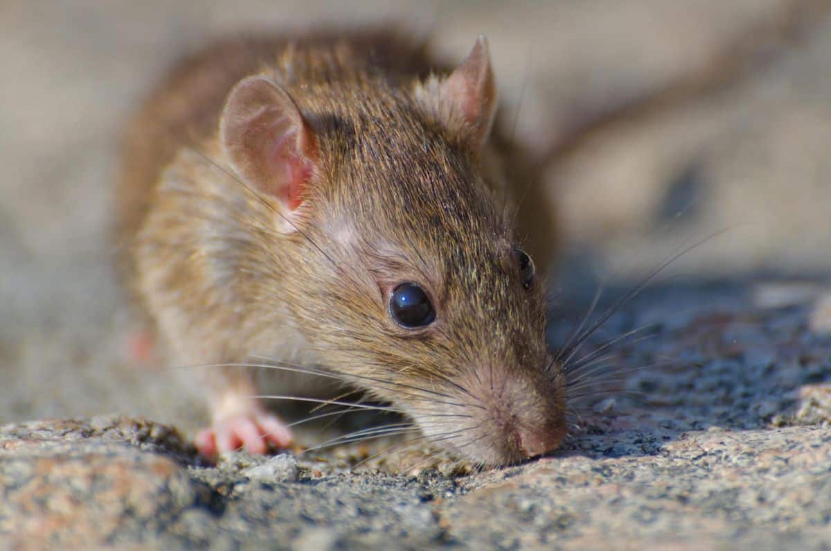 Ratos