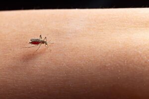 Como evitar o Aedes aegypti e demais mosquitos no verão?