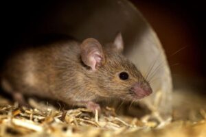 Rato na clínicas e laboratórios